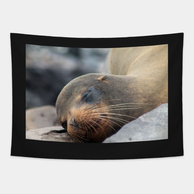 Sea Lion Whiskers Tapestry by jhuxster