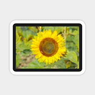 Sunflower, sunflower, abstract, (Helianthus annuus) Magnet