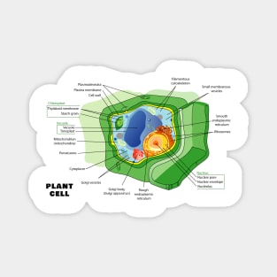 Diagram of a Plant (eukaryotic) Cell Magnet