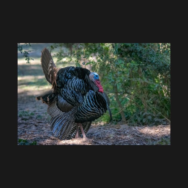 Profile of Displaying Wild Turkey by Debra Martz