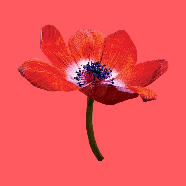 Red Poppy Closeup by SusanSavad