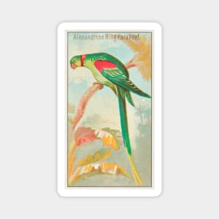 Alexandrine Ring Parakeet Magnet