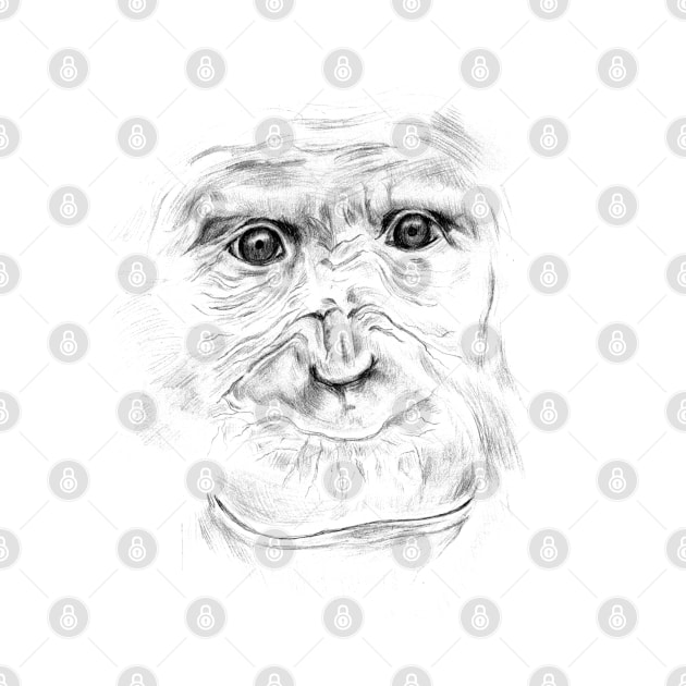 Chimpanzee Portrait by Head Blaze