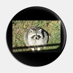 Fat Raccoon Pin