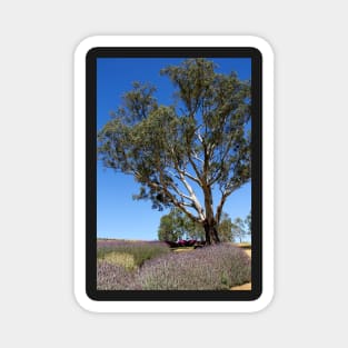 Gum tree among the lavender 3 Magnet