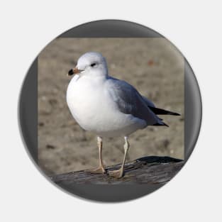 Sea Gull on English Beach, Vancouver, Canada Pin