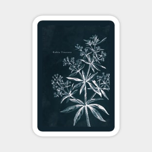 Cyanotype - Rubia Tinctora - C Magnet