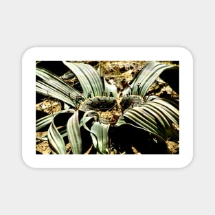 Welwitschia Plant Magnet