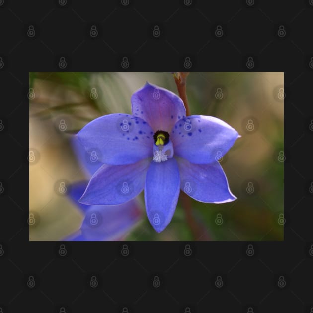 Dotted sun orchid .. Thelymitra ixioides by Michaelm43