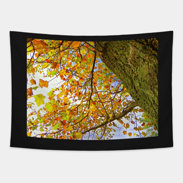 Colorful Fall Tree, Yellow, Gold, Rust Colored Leaves: Photograph Leaves Artful Autumn Tapestry by tamdevo1