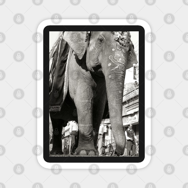 Walking My Gigantic Elephant Atmospheric Exotic B W Photography Magnet by PlanetMonkey