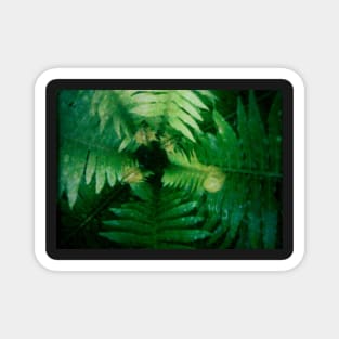 Fern Close-up Magnet