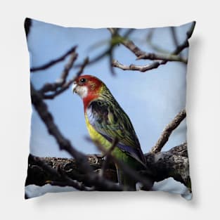 Rosella Parrot Pillow