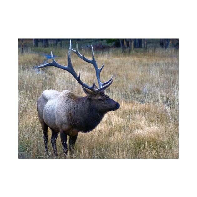 Bull Elk by briankphoto