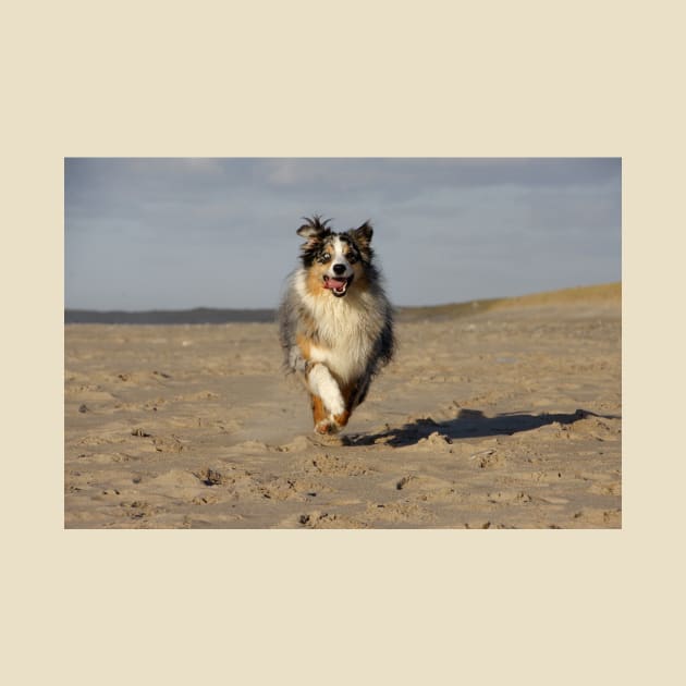 miniature american shepherd running on beach by Wanderingangel