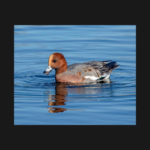 Widgeon duck in the UK by Itsgrimupnorth