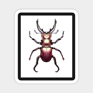 Stag Beetle Illustration Magnet