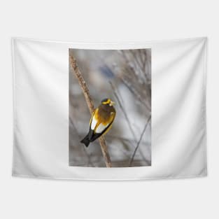 Evening Grosbeak - Algonquin Park Tapestry