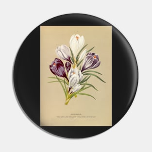 Crocus - botanical illustration Pin