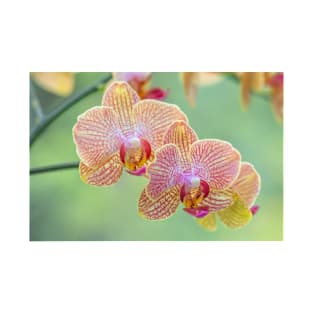 Close-up of Beautiful Orchid Flowers in Bloom, a Pair T-Shirt