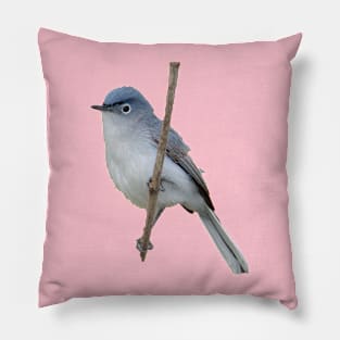 Blue grey gnatcatcher Pillow