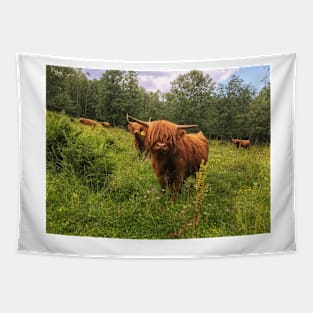 Scottish Highland Cattle Calf 2031 Tapestry