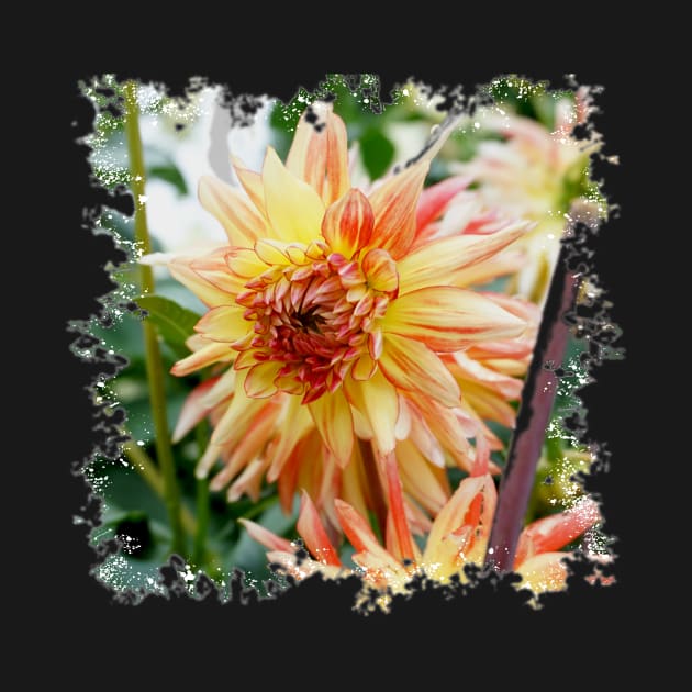 Sunburst Dahlia by Nicole Gath Photography