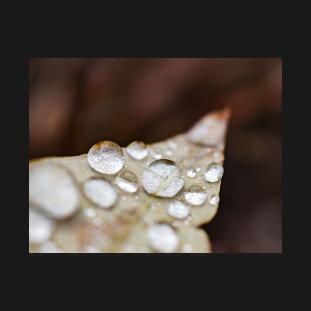 Rain water on leaf by glovegoals