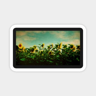 A Field of Sunflowers Magnet