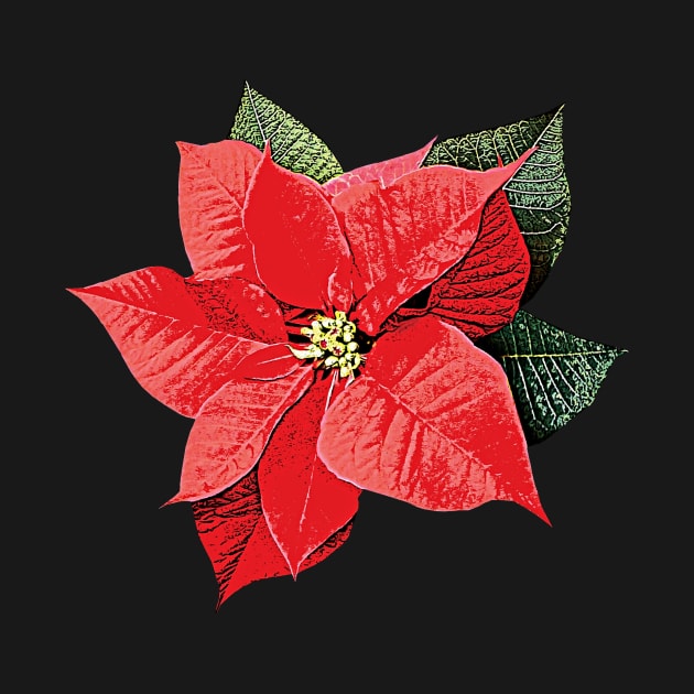 One Poinsettia by SusanSavad