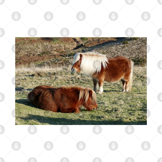 Dartmoor Ponies by Chris Petty