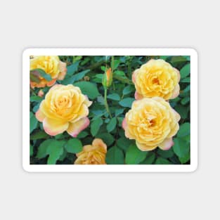 Yellow With Pink Tip Roses Magnet