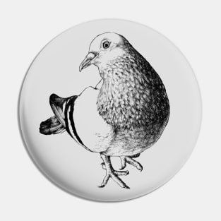Feral Pigeon Animal Portrait Pin