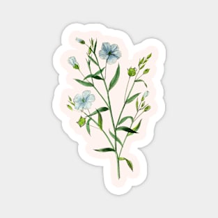 Blooming Blue Flax Plant Vintage Botanical Illustration Magnet