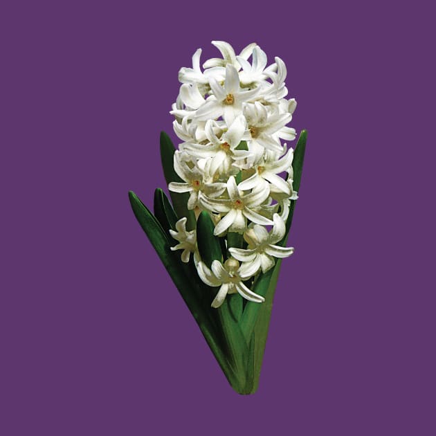 Hyacinths - Single White Hyacinth by SusanSavad