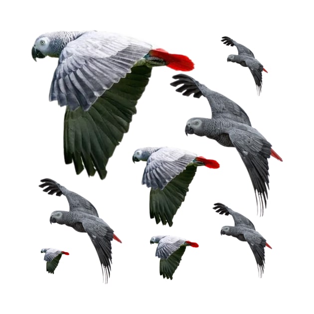 African Grey Parrots Flying Free by Abstractdiva