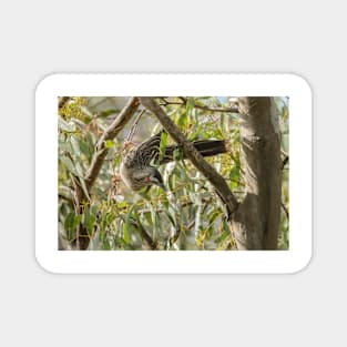 Red Wattle Bird 04 Magnet