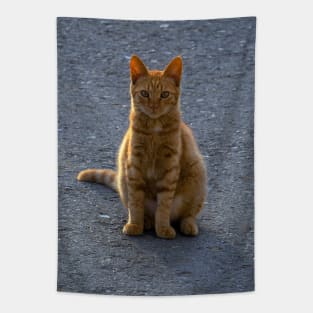 Sun-Kissed Feline: A Ginger Cat Enjoys the Outdoors Tapestry