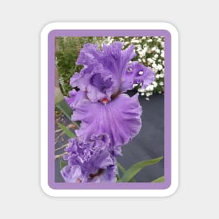 Iris Flower Lavender Purple Magnet