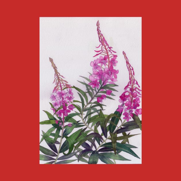 Willowherb watercolour painting by esvb