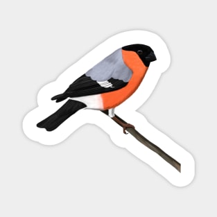 Bullfinch Bird Illustration Bird Watching Magnet