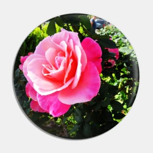 Beautiful pink rose photography Pin