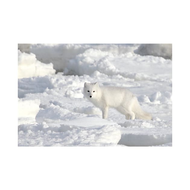 White on White. Arctic Fox #1, on the Tundra, Hudson Bay, Canada by Carole-Anne