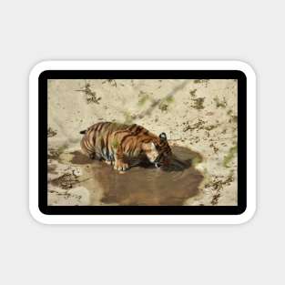 Tiger Cub Drinking Magnet