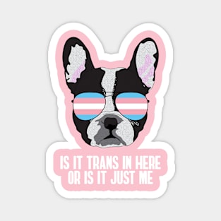 Funny IS IT TRANS IN HERE OR IS IT JUST ME - Boston Terrier Dog Trans Pride Flag Magnet