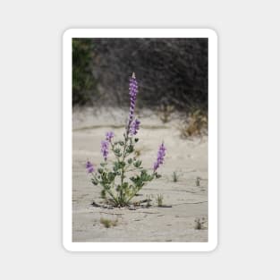 Purple Lupine in the Desert Oasis Magnet