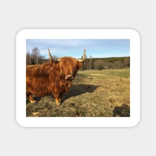 Scottish Highland Cattle Cow 2377 Magnet