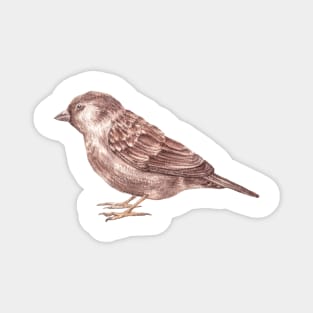 Bird. Sparrow Magnet