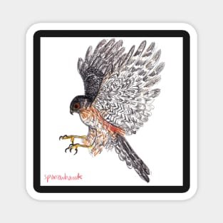 Sparrowhawk drawing Magnet