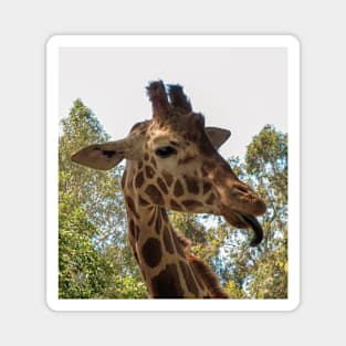 Giraffe Magnet